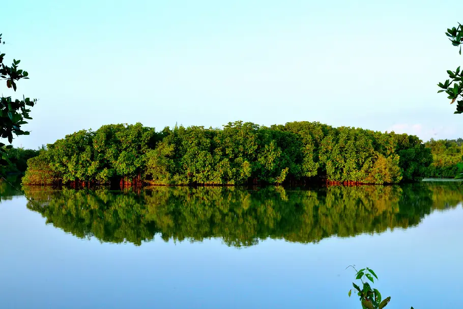 Mangroves